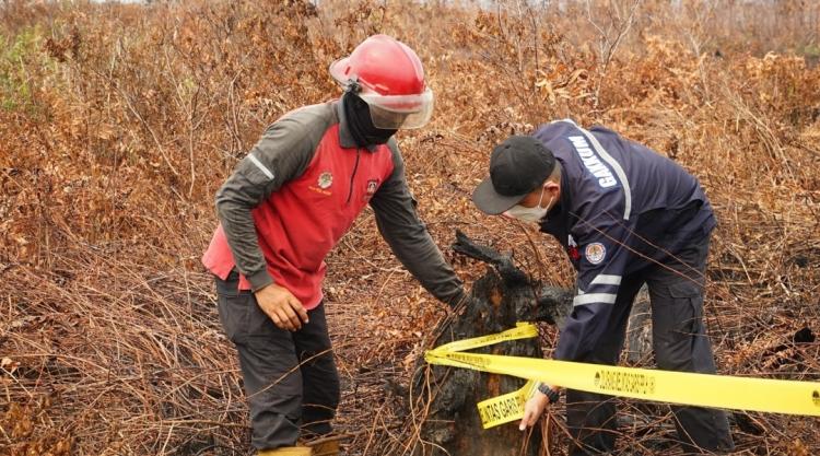 Terbakar, Kebun Sawit di Lahan Gambut Disegel KLHK