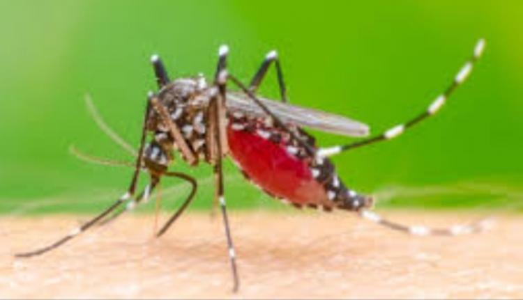 DBD Mencapai 261 Kasus, Petani Sawit Diminta Bantu Cegah Penularan dengan Cara ini