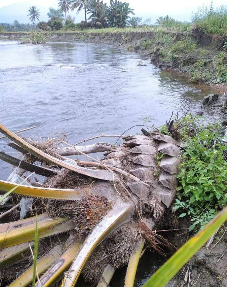 Abrasi di Bengkulu Tengah Butuh Penanganan Mendesak 