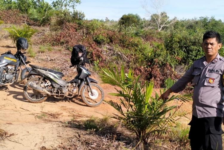 Kebun Sawit Muda Seluas 6 Hektar Diganyang Kawanan Lembu