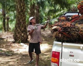 Keran Investasi Pabrik Sawit dan Minyak Goreng di Bengkulu Terbuka Lebar