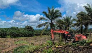 Solar Langka, Replanting Sawit di Bengkulu Terkendala