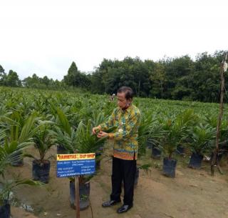 22.400 Bibit Sawit Bersertifikasi akan Dibagikan ke Petani
