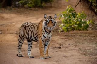 Terlihat di Kebun Sawit, Warga Bengkulu Selatan Diimbau Waspadai Harimau yang Tampak Kelaparan