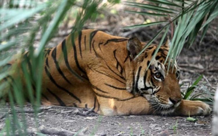 Hutan di Bengkulu Selatan Banyak Jadi Kebun Sawit, Harimau pun Berang!