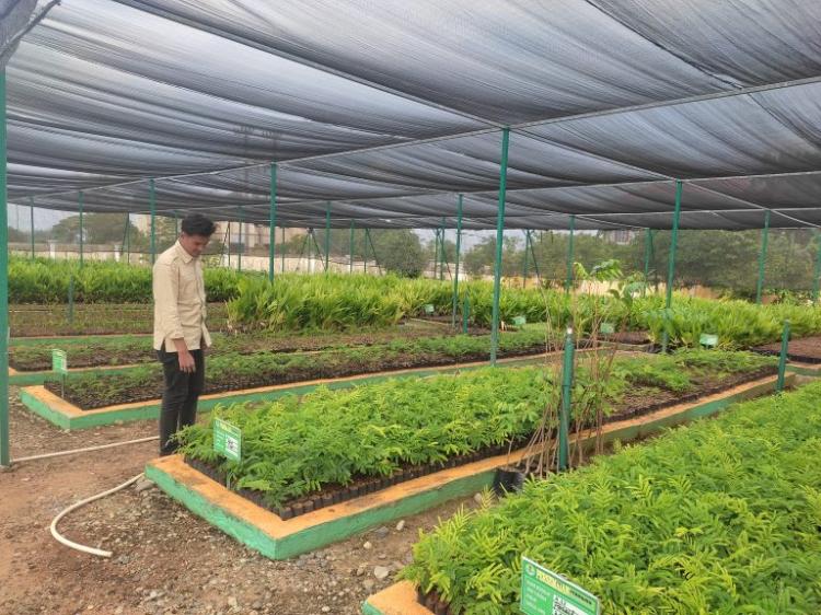 Ratusan Ribu Bibit Pohon Siap Dibagikan Gratis untuk Masyarakat