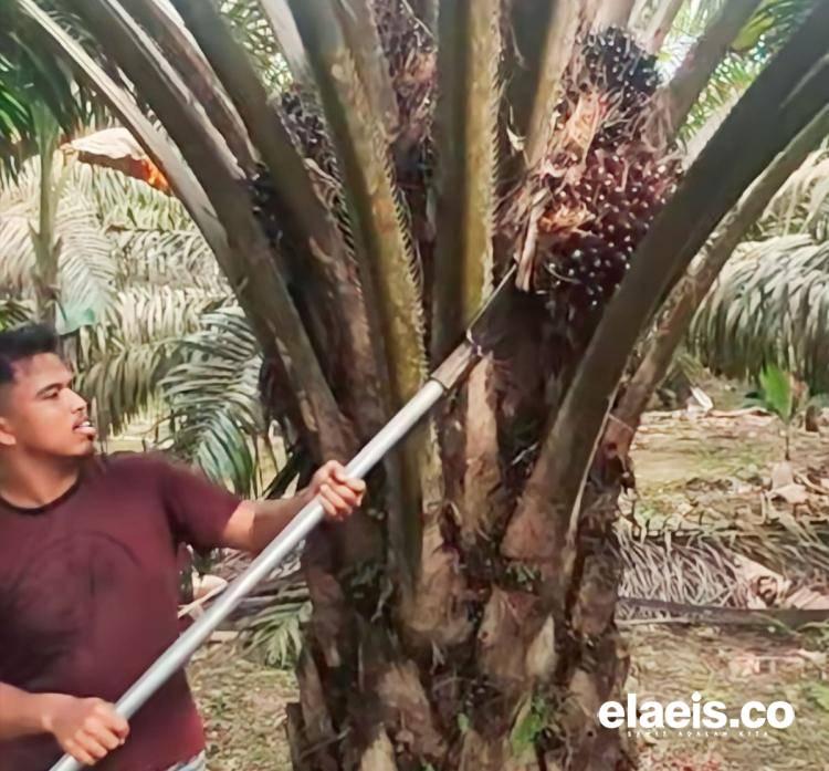 Warga Bengkulu Diminta Hati-hati Jadi Buruh Sawit di Malaysia, Jangan Tergiur Gaji Tinggi!