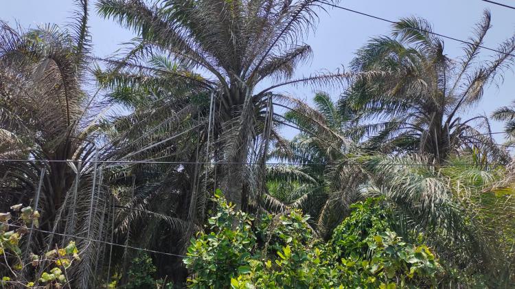 Cuaca Buruk Bikin Tanaman Sawit Kering, Begini Respon Bupati Bengkulu Selatan