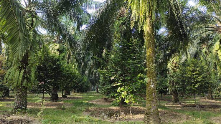 Petani di Kabupaten Kaur Tanam Pala di Kebun Sawit