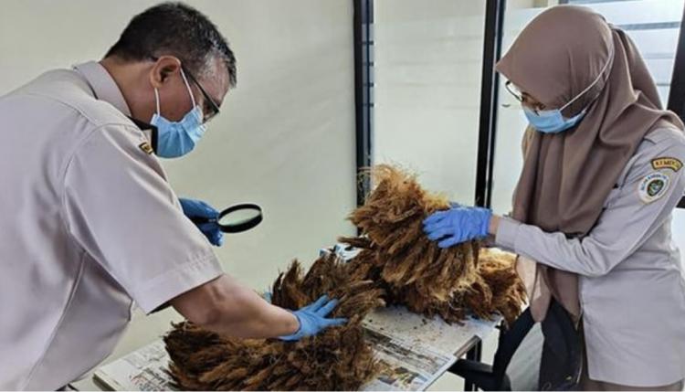 Sebelum Diaplikasikan Sebagai Pupuk, Jangkos Sebaiknya Diolah Menjadi Abu