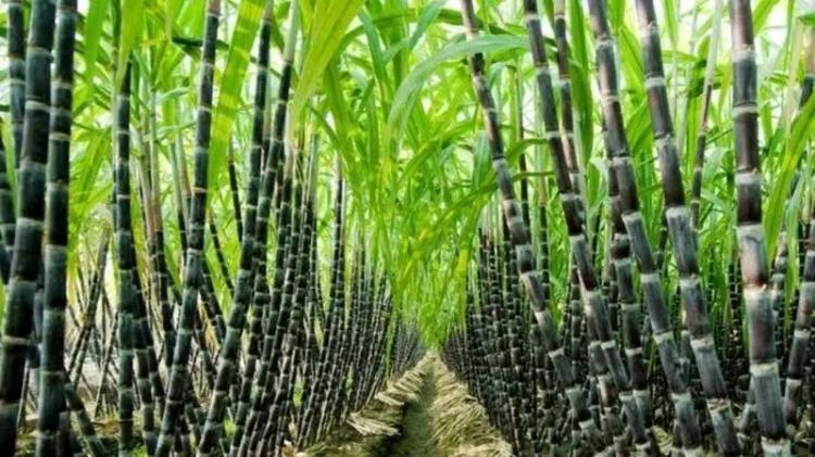 Dinas TPHP Bengkulu: Dibanding Sawit, Tebu Lebih Cuan!