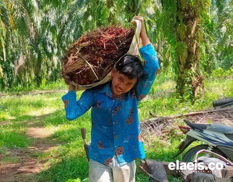 Kalau Tak Serius, Petani Sawit Tak Akan Kaya! 