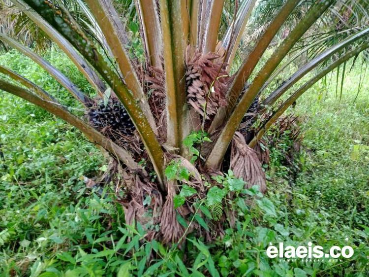 Yang Unggul Sulit dan Mahal, Petani di Daerah Ini Menyemai Bibit Sendiri 