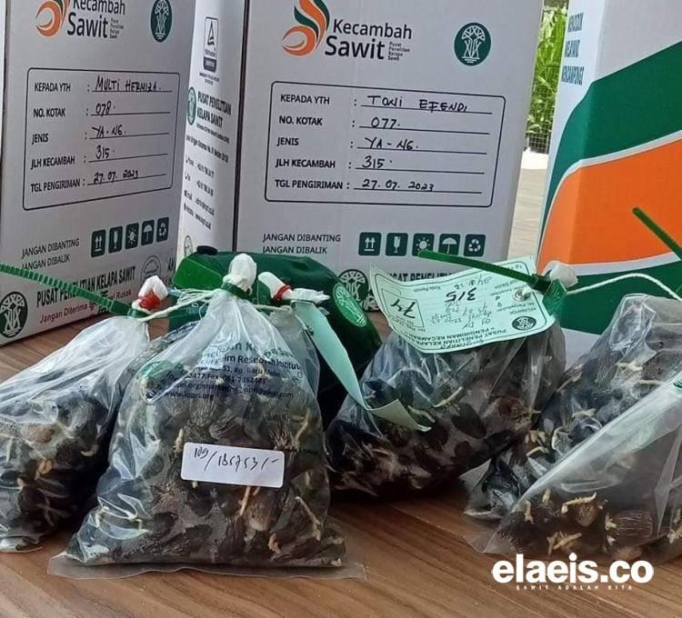 Bingung Memilih Bibit Sawit Unggul? Begini Cara Menengoknya Versi Karantina Pertanian Bengkulu 
