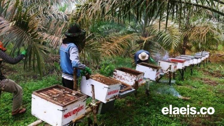 Madu Bikin Para Petani Sawit di Daerah Ini Cuan Jutaan Rupiah 