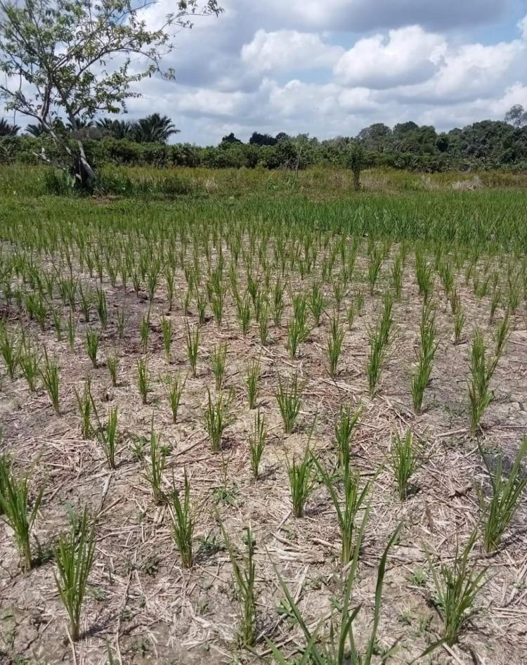 Ikut Anjuran Pemerintah Beralih dari Sawit ke Padi, Petani di Bengkulu Kecewa Berat