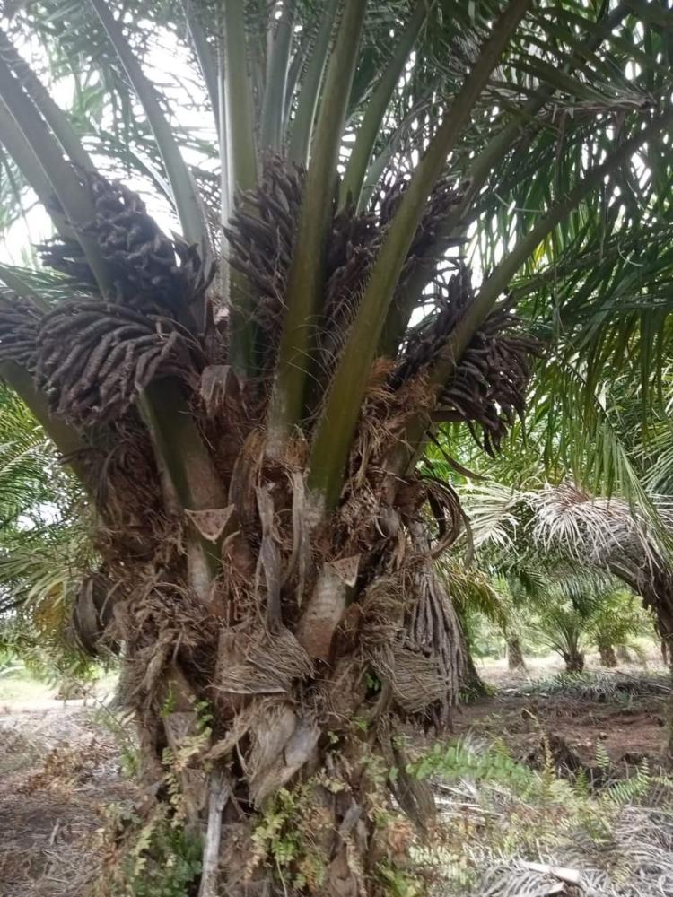 Kesulitan Bedakan Bibit Sawit Jantan dan Betina? Begini Caranya