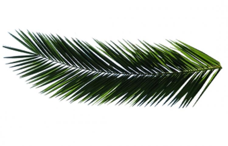 Begini Cara Mengolah Limbah Daun dan Pelepah Sawit Menjadi Pakan Ternak