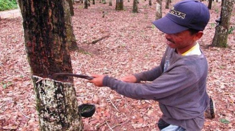 Kecewa dengan Harga, Petani Karet Bengkulu Utara Siap-siap Beralih ke Sawit 