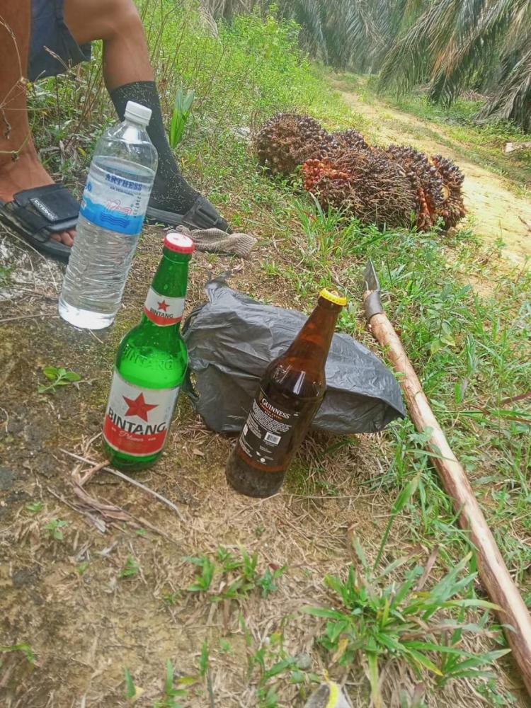 Petani dan Pekerja Diingatkan Jangan Tenggak Minuman Keras Saat Bekerja di Kebun Sawit