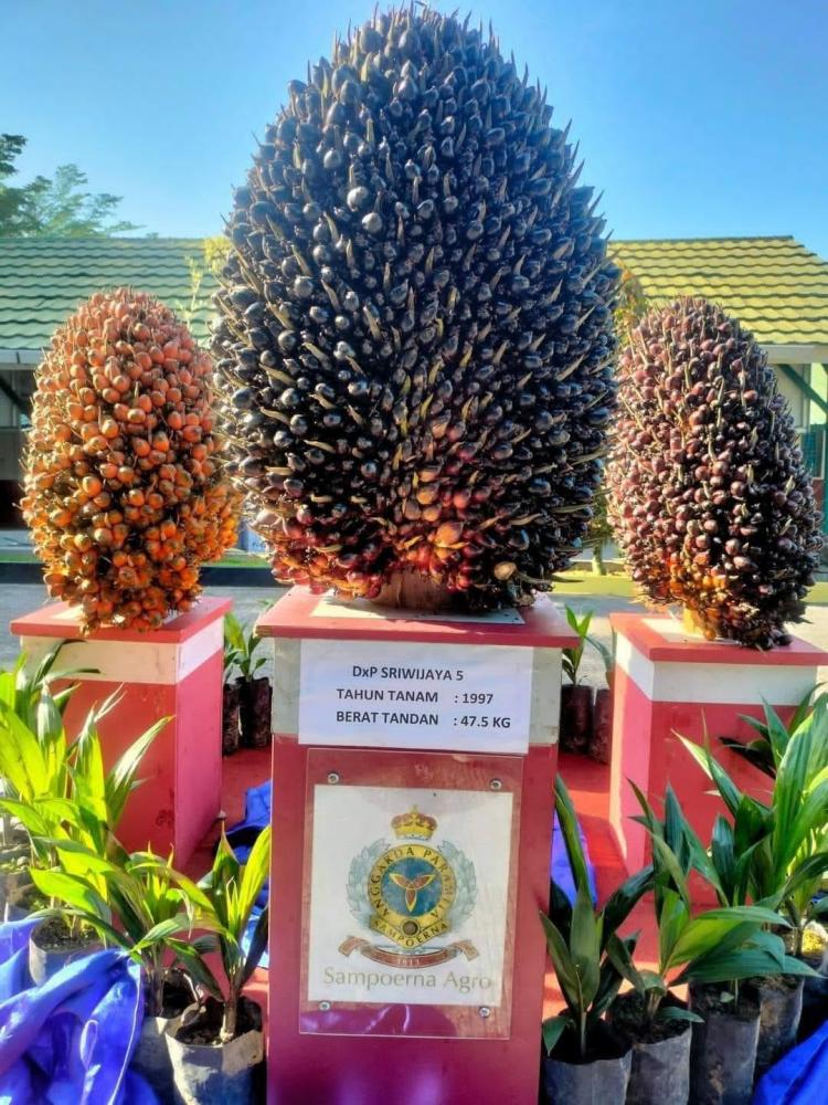 Bibit Sawit DxP Sriwijaya 5 Mulai Digemari Petani Bengkulu