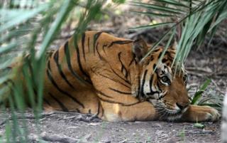 Hutan di Bengkulu Selatan Banyak Jadi Kebun Sawit, Harimau pun Berang!