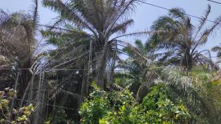 Cuaca Buruk Bikin Tanaman Sawit Kering, Begini Respon Bupati Bengkulu Selatan