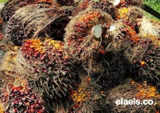 Musim Kemarau Bikin Petani Sawit di Bengkulu Galau; Harga Naik, Produktivitas Jeblok 
