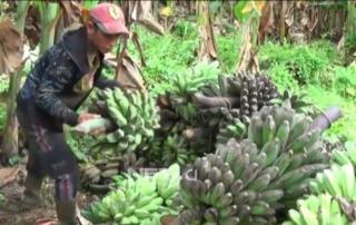 Ini Alasan Kenapa Petani di Pulau Enggano Pilih Tanam Pisang Ketimbang Kelapa Sawit