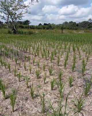 Ikut Anjuran Pemerintah Beralih dari Sawit ke Padi, Petani di Bengkulu Kecewa Berat