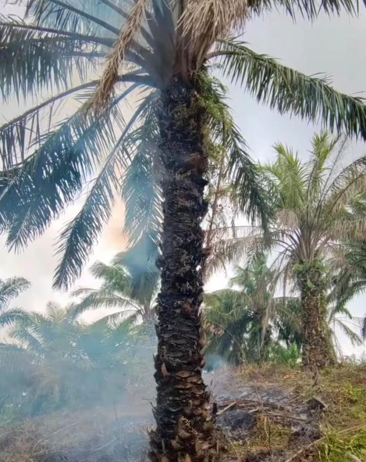 Kalau Terbakar, Apakah Sawit Bisa Berbuah Lagi? 