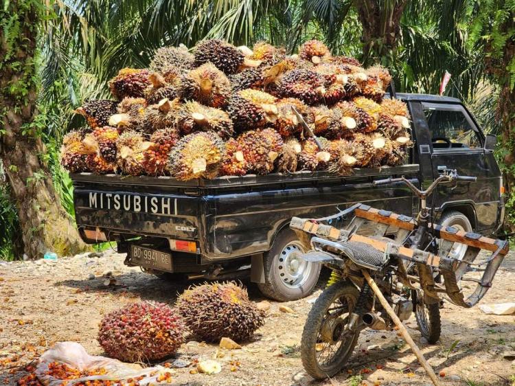 Pasokan TBS ke Toke Sawit Mulai Seret