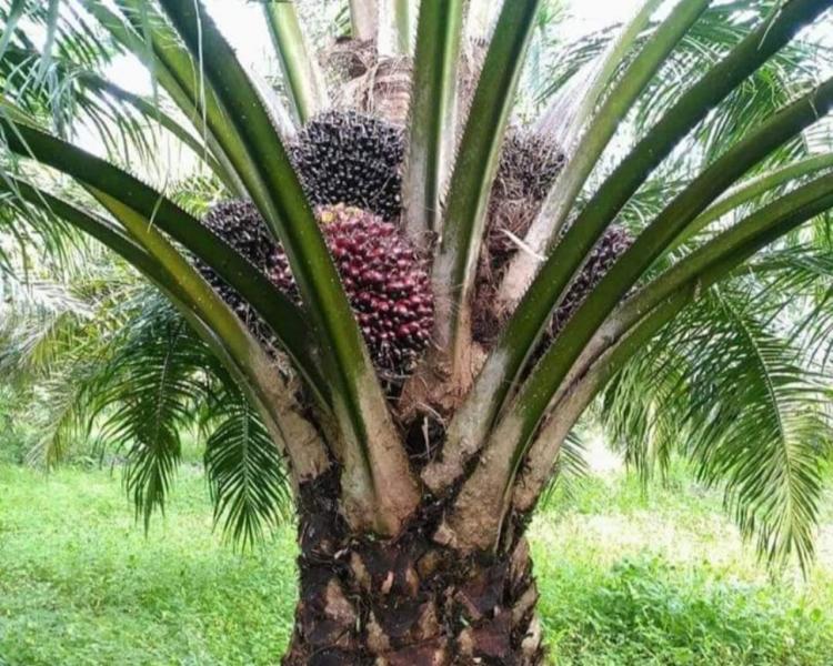 Varietas Simalungun Bisa Bikin Kantong Petani Sawit Tebal