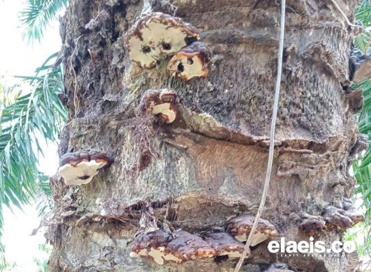 Waspada, Jamur Ganoderma Ancam Tanaman Sawit 