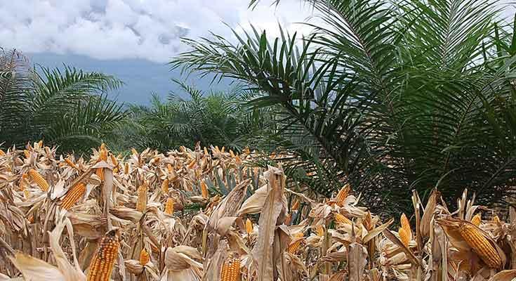 Ingatkan Petani Sawit Hadapi Musim Kemarau, Prof Zainal: Jangan Lupa Diversifikasi Tanaman 