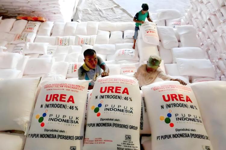 Soal Pupuk, Dinas TPHP Bengkulu Ingatkan Petani Sawit Jangan Beli Dari Penjual Keliling 