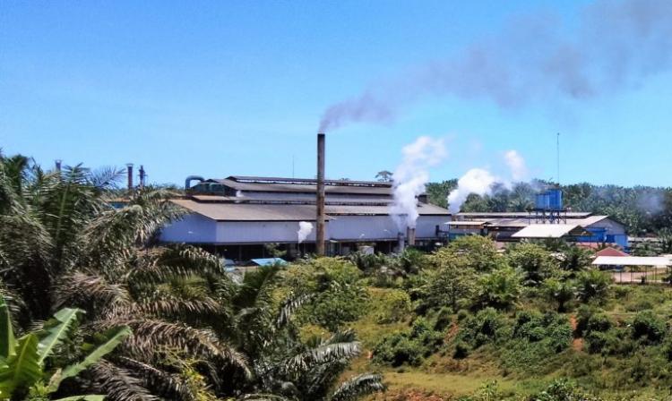 DPMPTSP Mukomuko Ancam Cabut NIB Perusahaan Sawit Gara-gara Ini