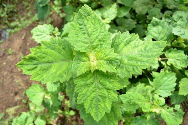 Nilam Diklaim Lebih Menggiurkan dari Sawit, Begini Hitung-hitungannya