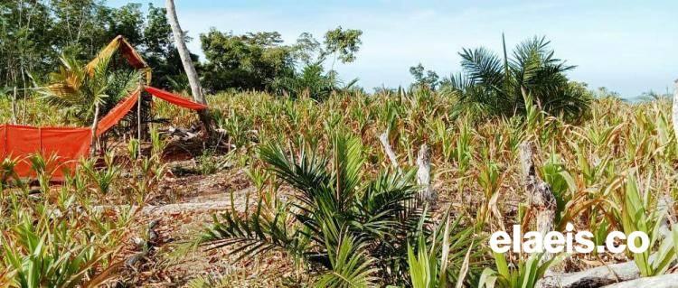 Cuaca Buruk, Diversifikasi Sawit-Jagung di Kaur Gagal, Petani Rugi Besar!