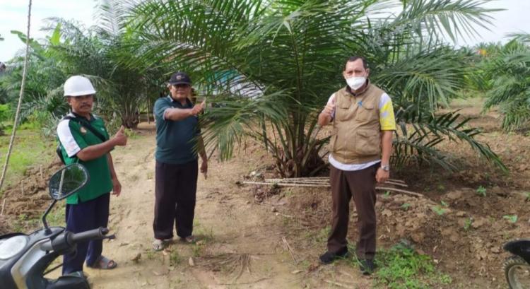 Petani Sawit Paser Terima Premi RSPO Sebesar Rp 600 Juta