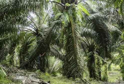 Kemarau Bikin Produktivitas Sawit di Jambi Menurun