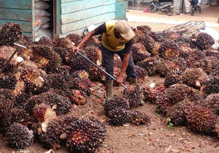 Harga Tertinggi TBS Sawit di Bengkulu Utara Capai Rp 2.240/Kg