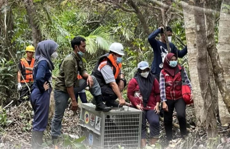 Masuk Areal Perkebunan Sawit, Orang Utan Akhirnya Ditranslokasi oleh BKSDA Kalbar