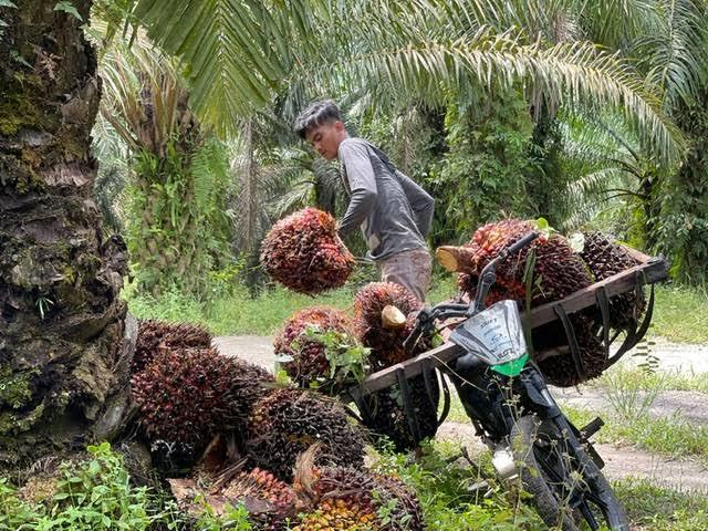 Harga TBS Sawit Jambi dan Produk Turunan Kembali Naik Tipis