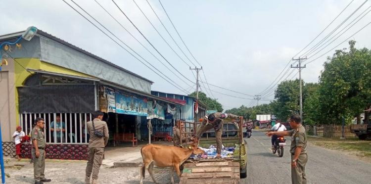 Ternaknya Diangkut Satpol PP, Petani Sawit Harus Tebus Segini