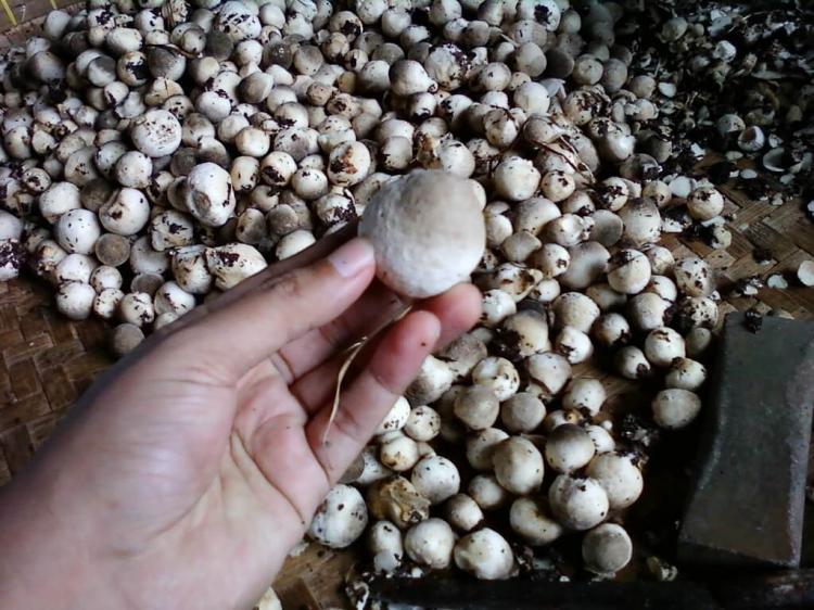 Manfaatkan Limbah Sawit, Warga Kaur Sukses Budidayakan Jamur