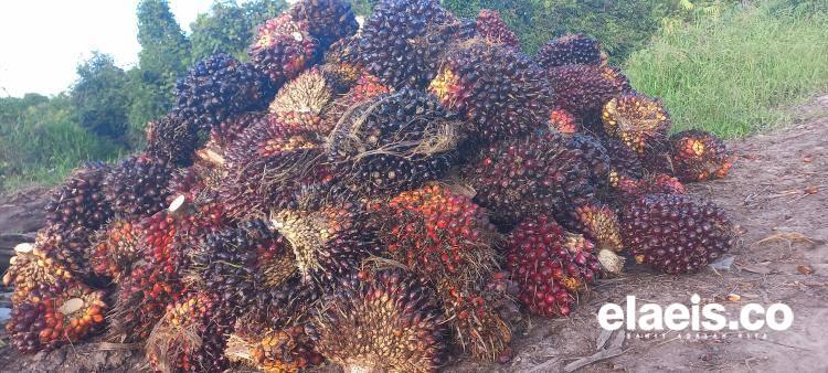 Periode Ini, Harga Sawit di Sumsel Anjlok Lagi