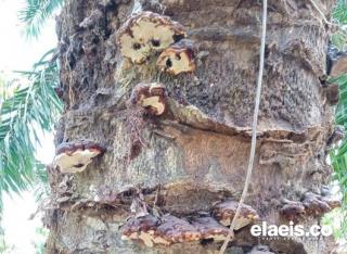 Waspada, Jamur Ganoderma Ancam Tanaman Sawit