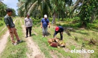 Sudah Terasa Sejak Agustus, Produksi Kebun Sawit di Sumbar Anjlok Akibat Kemarau
