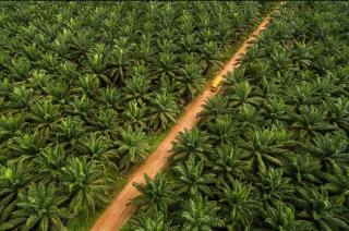 Tak Punya Kebun Sawit, Daerah ini Kecipratan DBH Sawit